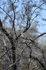 Drymodes brunneopygia
