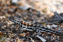 Ctenophorus maculatus