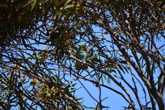 Parvipsitta porphyrocephala