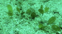 Halophila ovalis