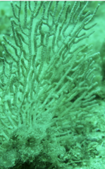 Melithaea ochracea