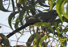 Phaenicophaeus viridirostris