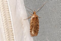 Agonopterix heracliana