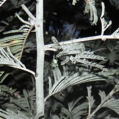 Araneus ginninderranus