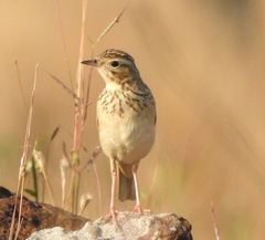 Anthus godlewskii