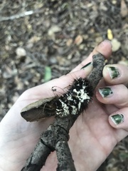 Beauveria bassiana