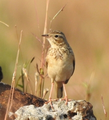 Anthus godlewskii