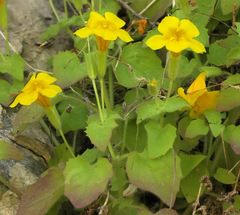 Erythranthe jungermannioides