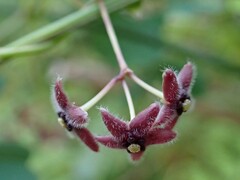 Vincetoxicum barbatum