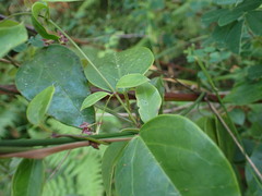 Vincetoxicum barbatum