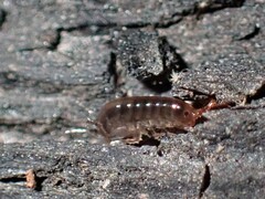 Amphipoda
