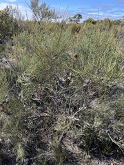 Allocasuarina mackliniana