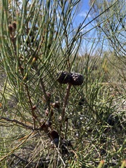 Allocasuarina mackliniana