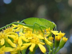 Senecio linearifolius