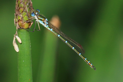 Austrolestes cingulatus