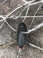 Polyzosteria limbata