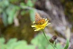 Melitaea