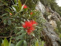 Metrosideros umbellata