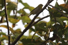 Zosterops palpebrosus