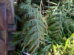 Woodwardia orientalis