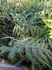 Woodwardia orientalis