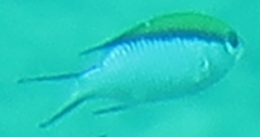 Chromis nitida