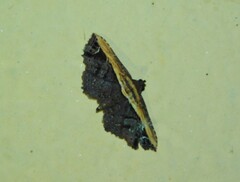 Lophoruza semiscripta