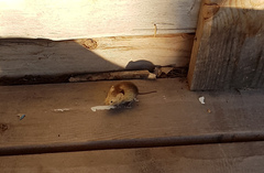 Clethrionomys glareolus