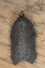 Acleris effractana