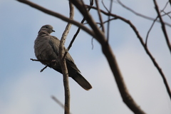 Streptopelia decaocto