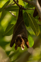 Epomophorus gambianus