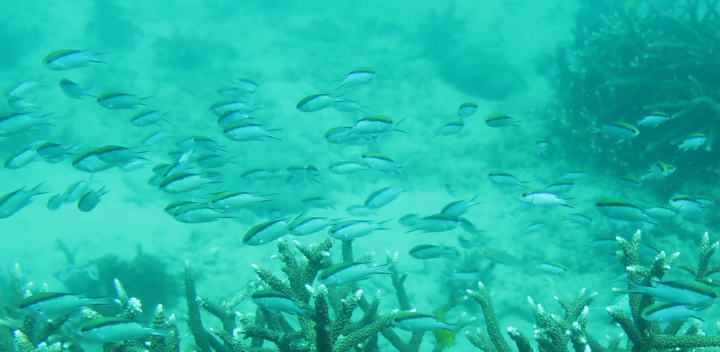 Barrier Reef Chromis From Great Keppel Wop pa Island The Keppels QLD barrier-reef-chromis-from-great-keppel-wop-pa-island-the-keppels-qld