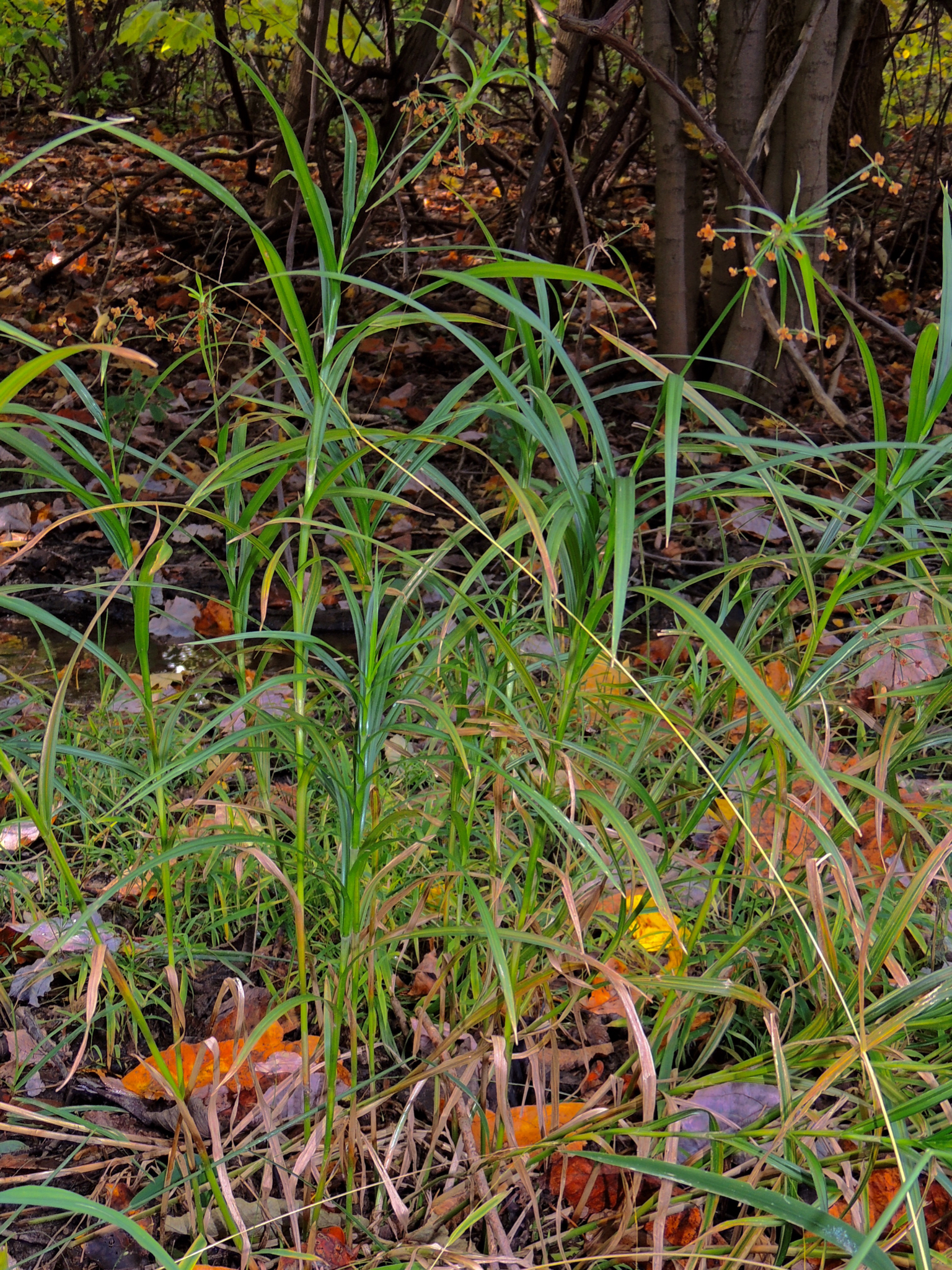 Scirpus polyphyllus