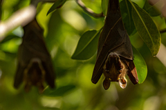 Epomophorus gambianus