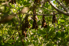 Epomophorus gambianus