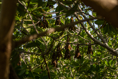 Epomophorus gambianus