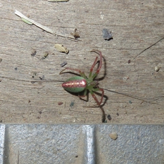 Araneus talipedatus
