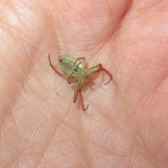 Araneus talipedatus