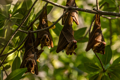 Epomophorus gambianus