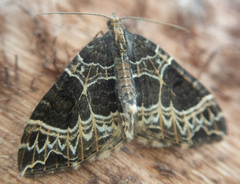 Ecliptopera silaceata