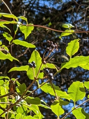 Lonicera acuminata