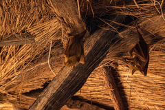 Epomophorus gambianus