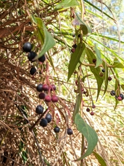 Gaultheria leucocarpa