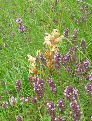 Orobanche alba