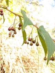 Gaultheria leucocarpa