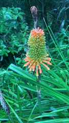 Kniphofia uvaria