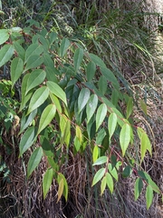 Gaultheria leucocarpa