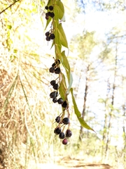 Gaultheria leucocarpa
