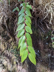 Gaultheria leucocarpa
