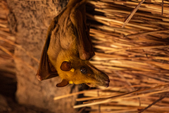 Epomophorus gambianus